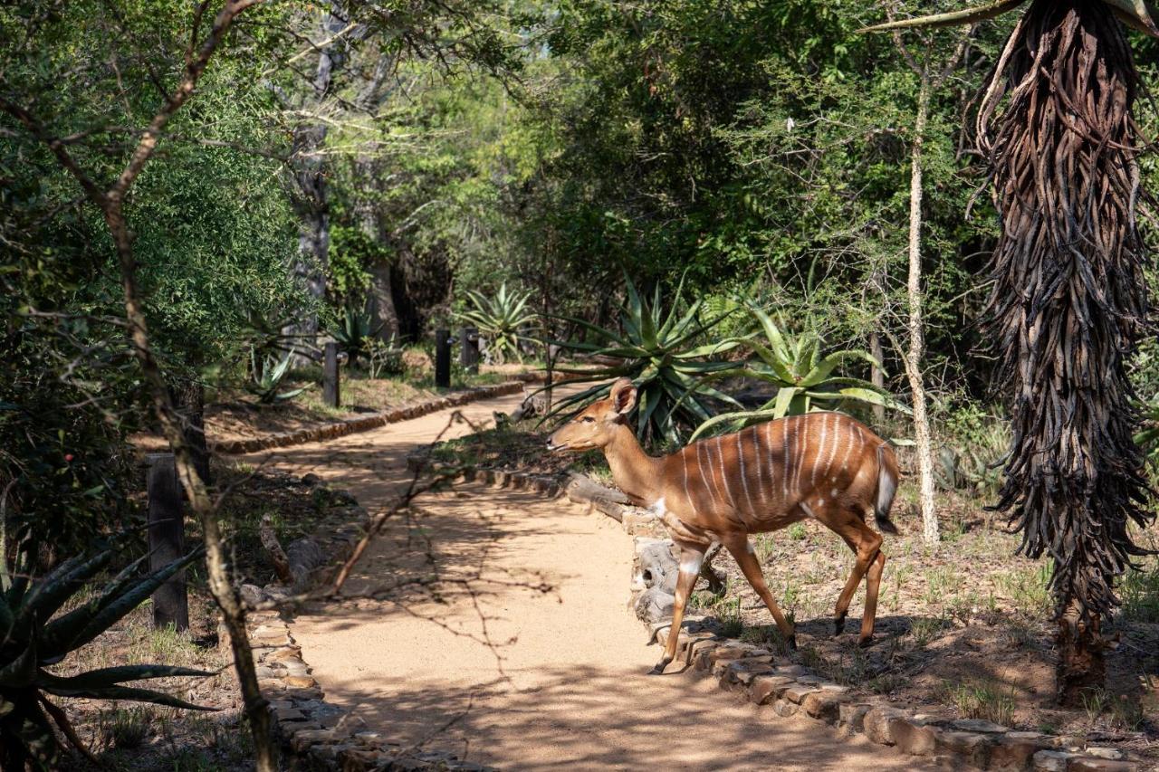 Jabulani Safari Vila Kapama Game Reserve Exterior foto
